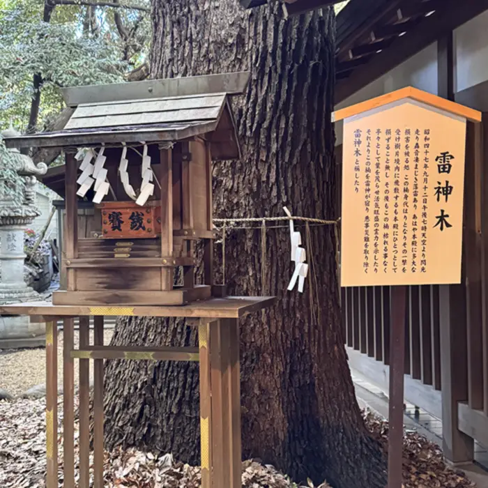 Goshinboku tree, Nogi ninja