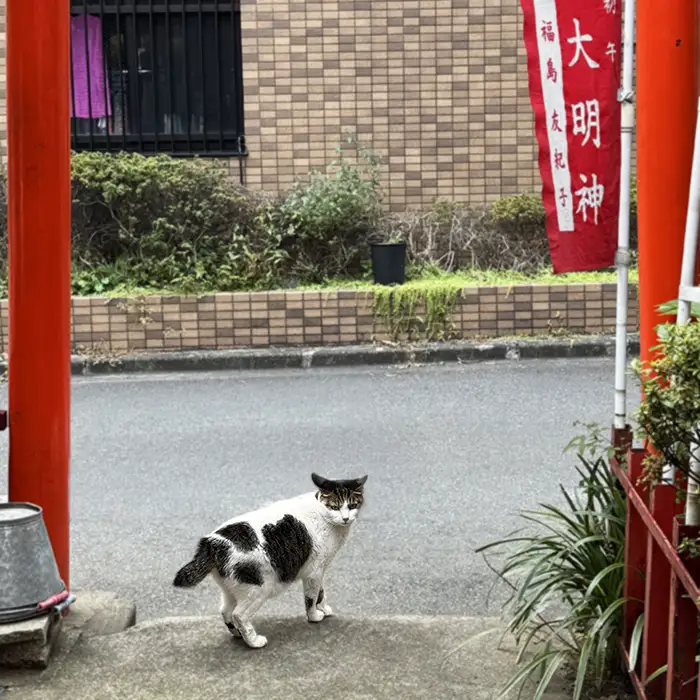 Ichigo the cat at Shozoku Inari shrine,Tokyo