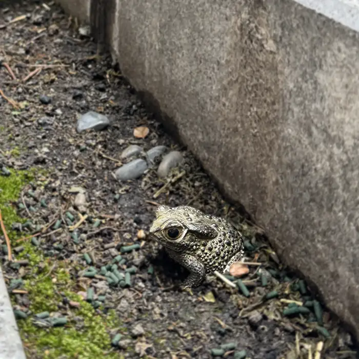 frog figurines placed at the Masakado-zuka